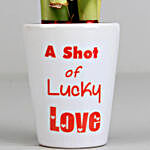 Shot of Lucky Love Bamboo Plant
