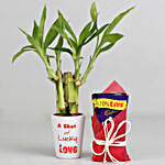 Shot of Lucky Love Bamboo Plant & Dairy Milk Combo