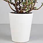 Jade Plant in White Ceramic Pot