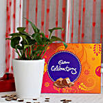 Money Plant in Ceramic Pot with Cadbury Celebrations
