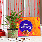 Peace Lily Plant & Cadbury Celebrations Combo