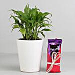 Peace Lily Plant in Ceramic Pot with Dairy Milk Silk