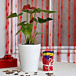 Red Anthurium Plant in Ceramic Pot with Cadbury Dairy Milk
