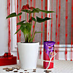 Red Anthurium Plant in Ceramic Pot with Dairy Milk Silk