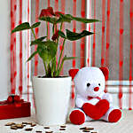 Red Anthurium Plant in Ceramic Pot with Teddy Bear