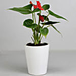 Red Anthurium Plant in Ceramic Pot with Teddy Bear