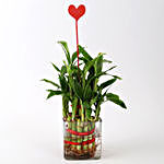 Two Layer Lucky Bamboo With Heart Shaped Tag