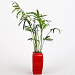 Chamaedorea Plant In Red Heart Glass Vase