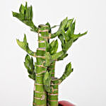 Cut Leaf Bamboo In Heart Shaped Pot