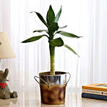Lotus Bamboo In Brown Metal Pot