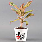 Red Aglaonema Plant In Hello Love Pot
