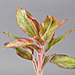 Red Aglaonema Plant In Hello Love Pot