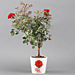 Rose Plant In Printed White Ceramic Pot