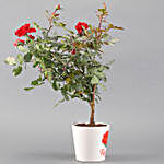 Rose Plant In Printed White Ceramic Pot