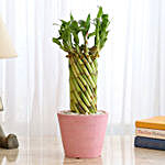 Wheel Bamboo In Pink Recycled Plastic Pot