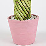Wheel Bamboo In Pink Recycled Plastic Pot