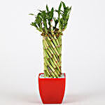 Wheel Bamboo In Red Imported Plastic Pot