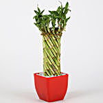 Wheel Bamboo In Red Imported Plastic Pot