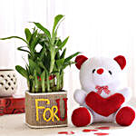 2 Layer Lucky Bamboo In For U Vase With Teddy Bear