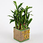 2 Layer Lucky Bamboo In Thank You Vase For Valentines Day
