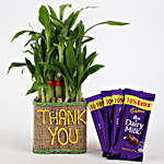 2 Layer Lucky Bamboo In Thank You Vase With Dairy Milk Chocolates