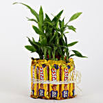 2 Layer Lucky Bamboo With 5 Star Chocolates