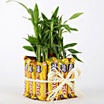 2 Layer Lucky Bamboo With 12 Chocolates
