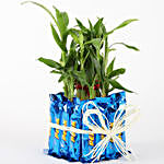 2 Layer Lucky Bamboo With Perk Chocolates