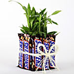 2 Layer Lucky Bamboo With Snickers
