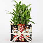 3 Layer Lucky Bamboo In Square Glass Vase With Chocolates