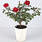 Rose Plant In Round Fabric Pot