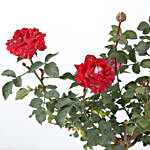 Rose Plant In Round Fabric Pot