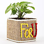 Syngonium Plant In For You Square Glass Vase