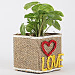 Syngonium Plant In Jute Wrapped Glass Vase