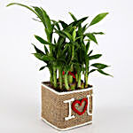 Valentine Special 2 Layer Lucky Bamboo In I Love U Vase