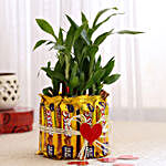 Lucky Bamboo with Five Star Chocolates Combo