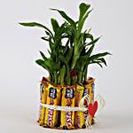 Lucky Bamboo with Five Star Chocolates Combo