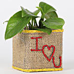 Money Plant In I Love You Vase