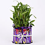 Three Layer Lucky Bamboo Plant