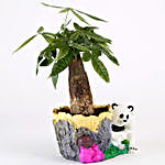 Pachira Bonsai In Cute Panda Pot