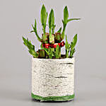 Lucky Bamboo Plant to Mom