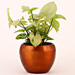 Syngonium Plant in Brass Metal Brown Pot