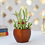 Bamboo Plant in Brass Metal Brown Pot