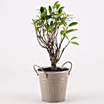 Ficus I Shape Bonsai Plant in Beige Metal Pot