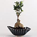 Ficus Microcarpa in Shell Pot With Oil Diffuser