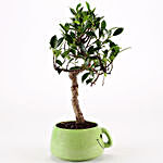Ficus S Shaped Plant in Green Smiley Pot