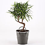 Podocarpus Bonsai Plant in Grey Metal pot