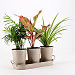Three Air Purifying Plants in Beige Metal Pots