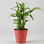 Peace Lily In Red Ceramic Pot