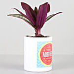 Roheo Plant In Best Mother Printed Pot